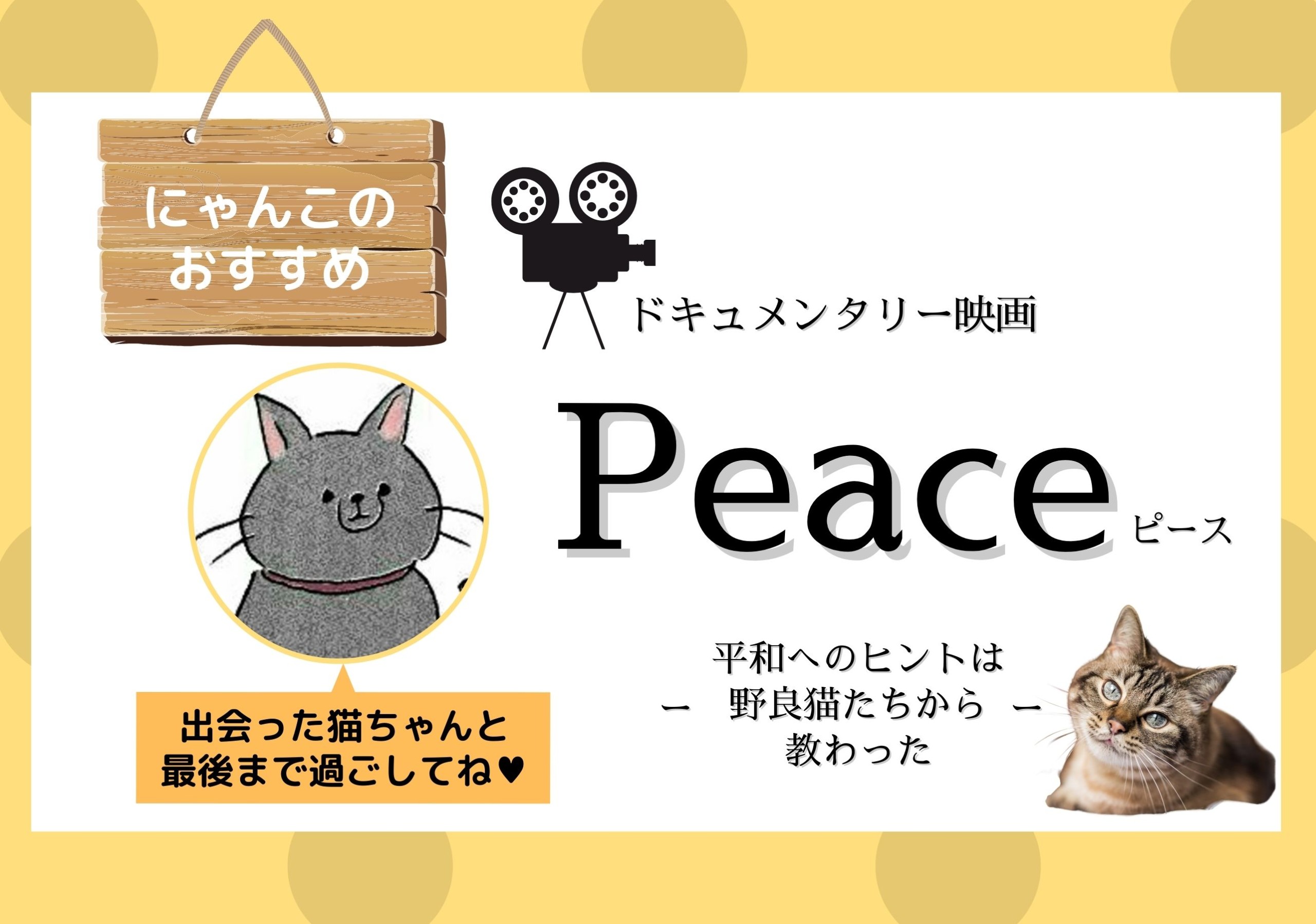 ドキュメンタリー映画 Peace 平和と共存とは 野良猫コミュニティがヒントを教えてくれる 想田和弘監督作品 モリスギ